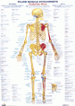 Chartex Skeletal Chart - posterior