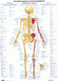 Chartex Skeletal Chart - posterior