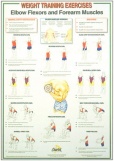 Dumbell Charts Elbow flexion