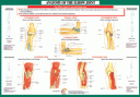 !!!!Joint Anatomoy Elbow!!!!