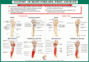 !!!!Joint Anatomoy Hand & Wrist!!!!