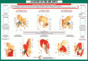 !!!!Joint Anatomoy Hip!!!!