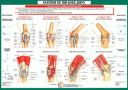 !!!!Joint Anatomoy Knee!!!!