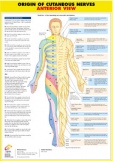 Origin of Cutaneous Nerves Anterior 