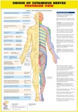Origin of Cutaneous Nerves Posterior 