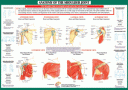 !!!!Joint Anatomoy Shoulder!!!!