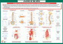 !!!!Joint Anatomoy Spine!!!!