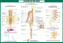 !!!!Joint Anatomoy Spine Nerves!!!!