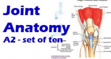 Joint anatomy Joint anatomy