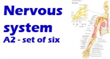 Nervous System Nervous System