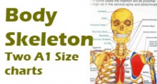 Skeletal Charts Skeletal Charts