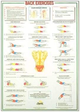 Dumbell Charts Chest & Upper