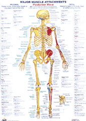Chartex Skeletal Chart - posterior