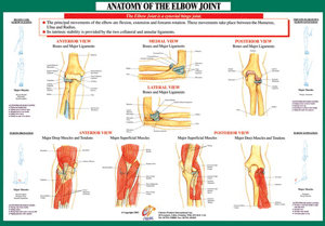 Joint Anatomoy Elbow