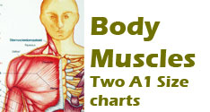 Body Muscle Chart