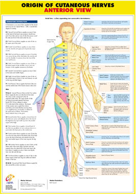 Origin of Cutaneous Nerves Anterior