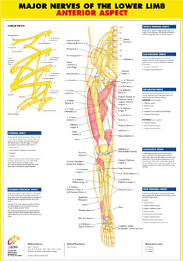 Major Nerves of the Lower Limb Anterior Aspect