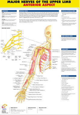 Major Nerves of the Upper Limb Anterior Aspect