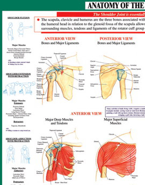 Chartex Joint Anatomy Chart Set