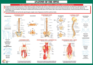 Joint Anatomoy Spine