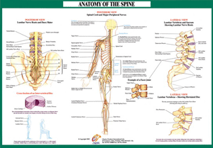 Joint Anatomoy Spine Nerves